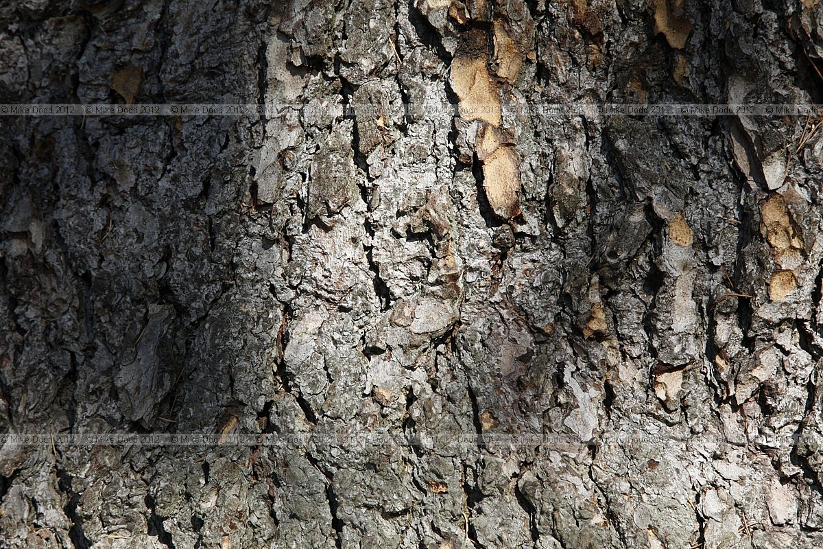 Cedrus atlantica Atlas Cedar