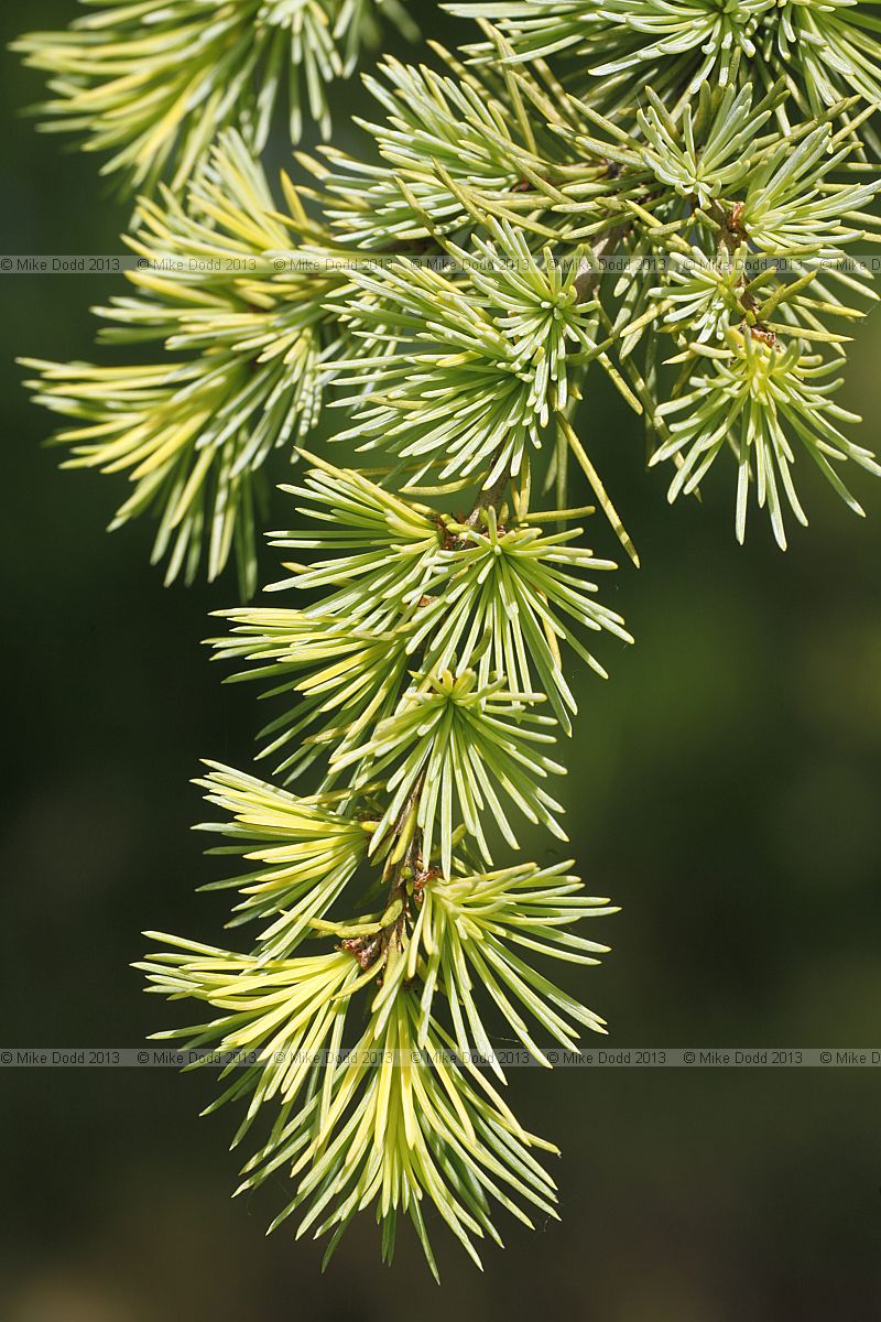 Cedrus atlantica 'Aurea'