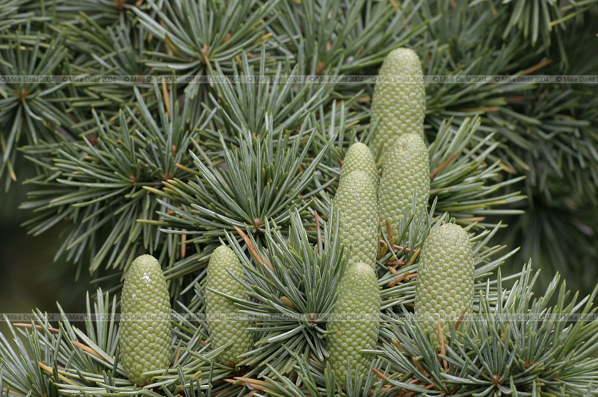 Cedrus atlantica