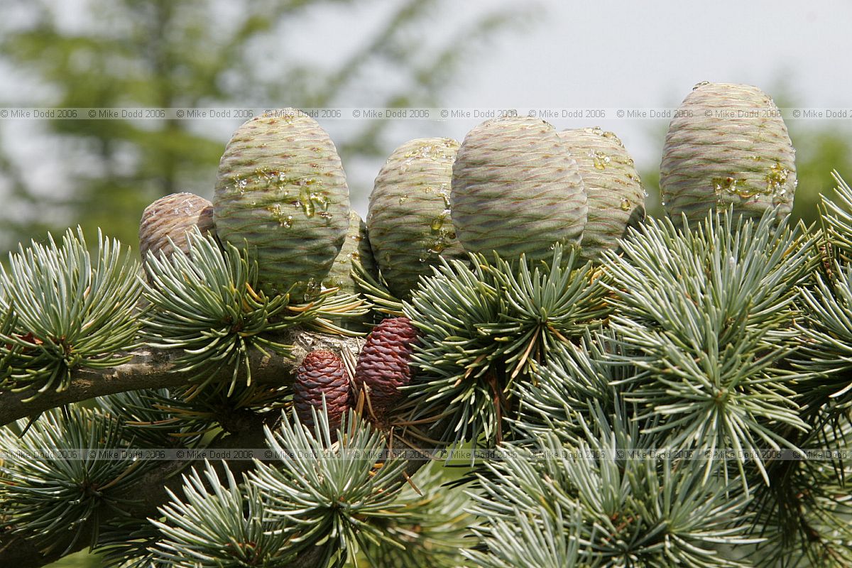 Cedrus atlantica Glauca