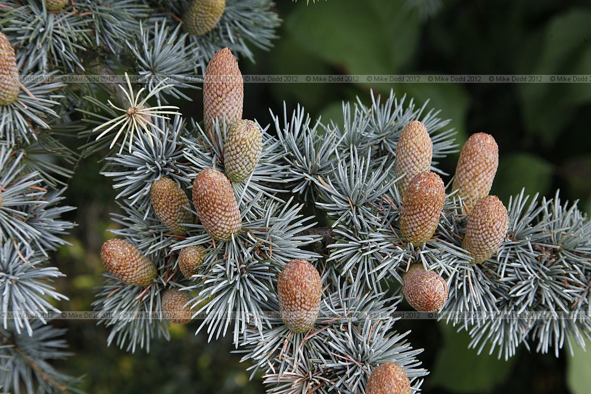 Cedrus atlantica Glauca Blue Atlas Cedar