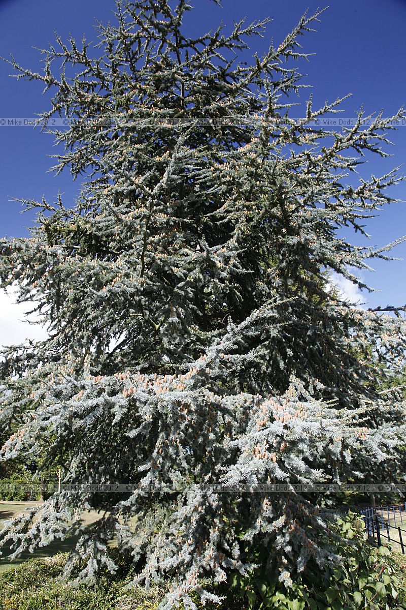 Cedrus atlantica Glauca Blue Atlas Cedar
