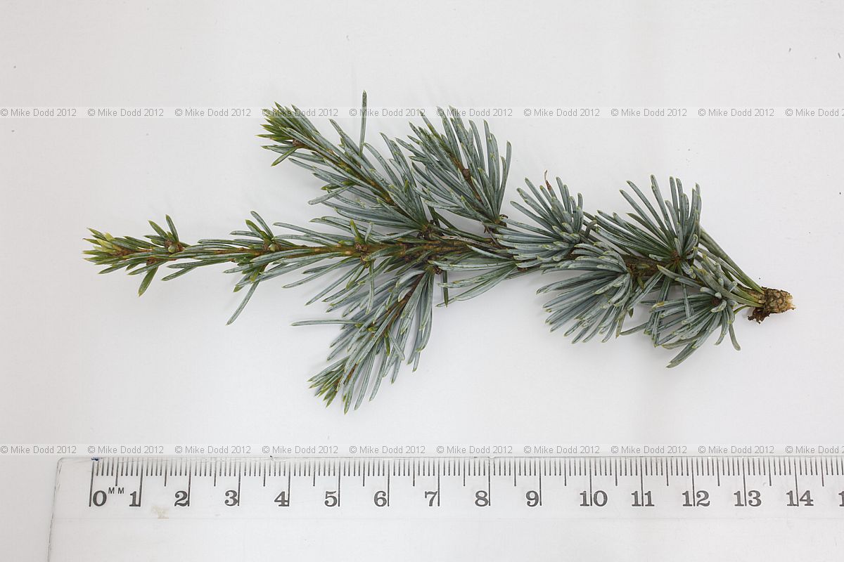 Cedrus atlantica Glauca Blue Atlas Cedar