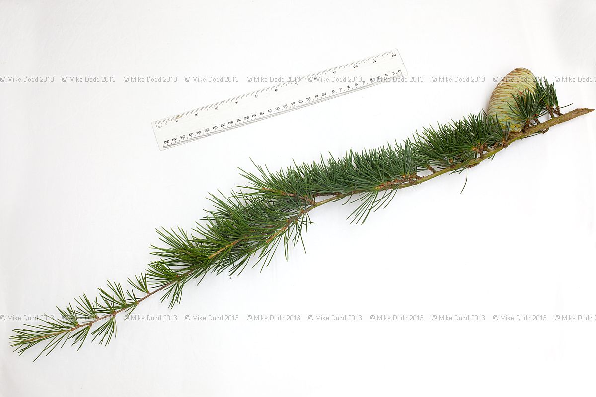 Cedrus deodara Deodar