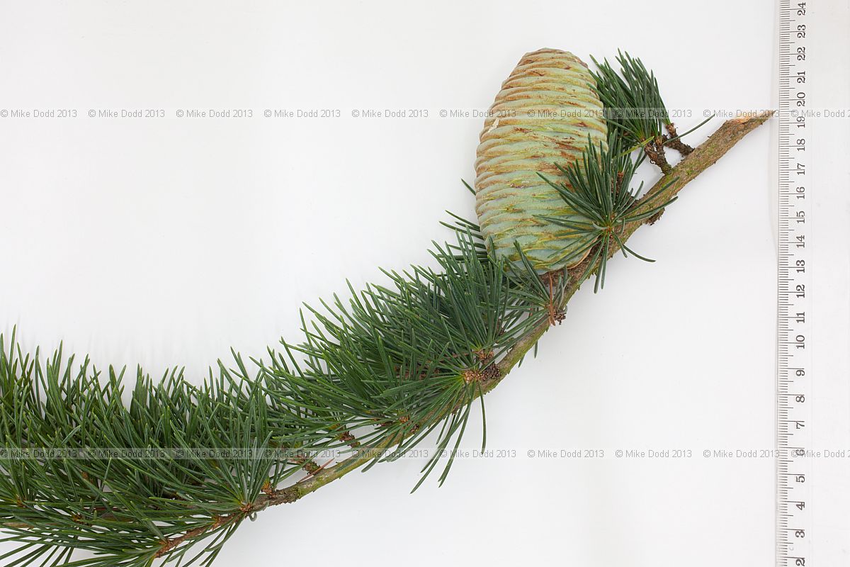 Cedrus deodara Deodar