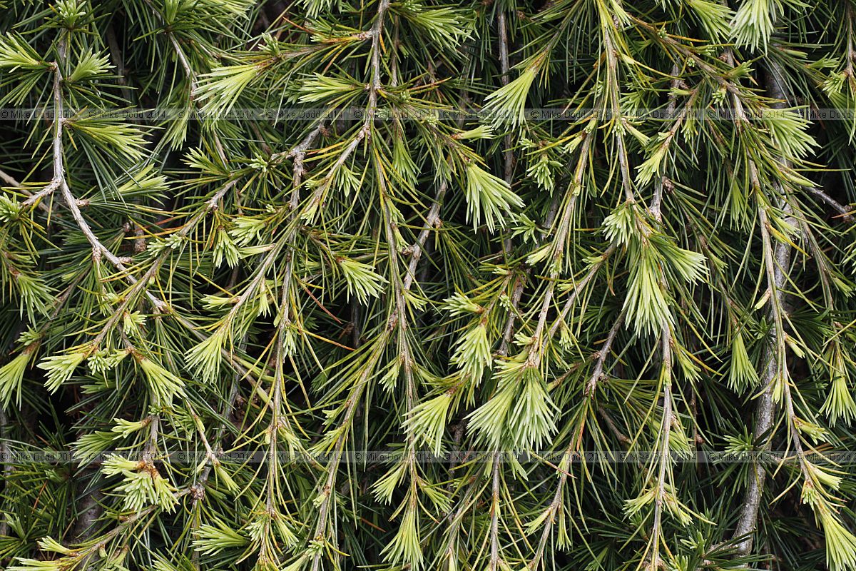 Cedrus deodara 'Pendula'