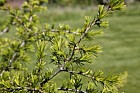 Cedrus libani subsp stenocoma Turkish cedar