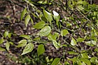 Celtis occidentalis Common hackberry