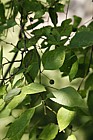 Celtis occidentalis Hackberry