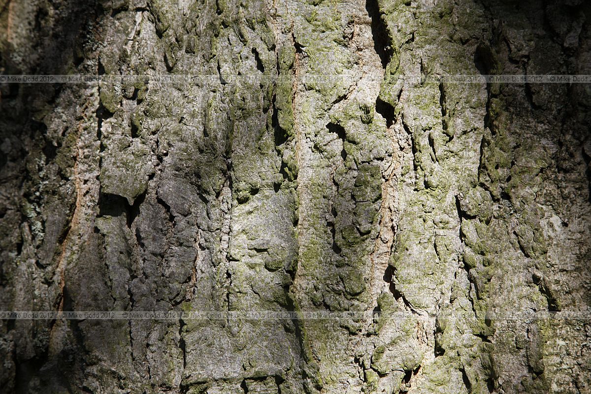 Celtis occidentalis Hackberry