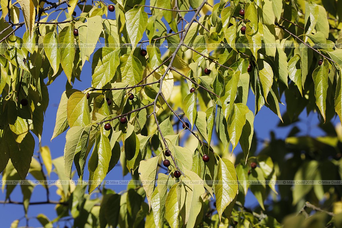 Celtis occidentalis Common hackberry