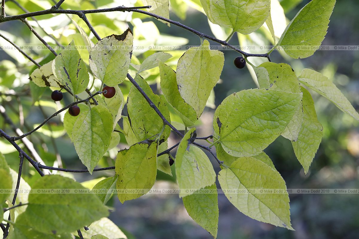 Celtis tenuifolia Dwarf hackberry