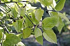 Celtis tenuifolia Dwarf hackberry