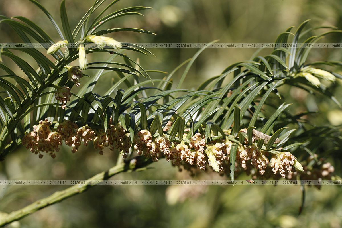 Cephalotaxus fortunei Chinese plum-yew