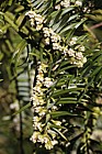 Cephalotaxus fortunei Chinese Plum-Yew