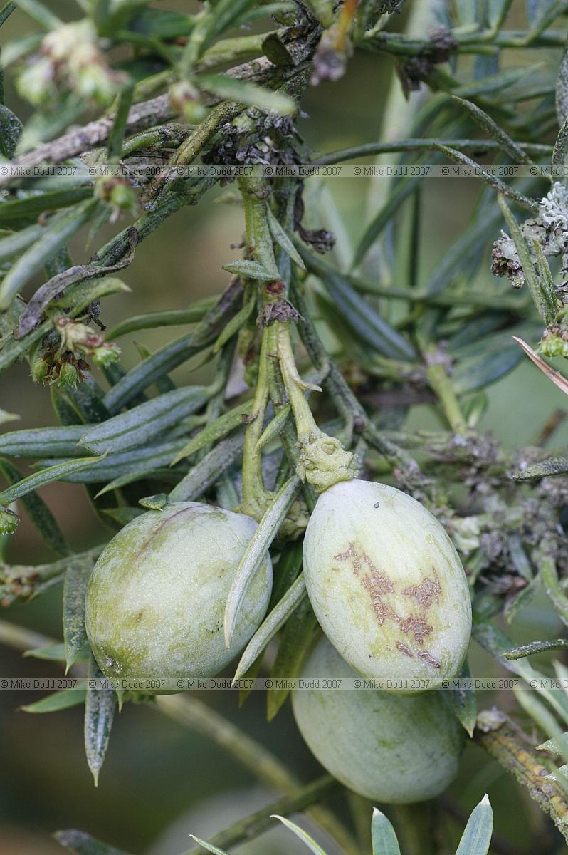 Cephalotaxus fortunei Chinese plum yew