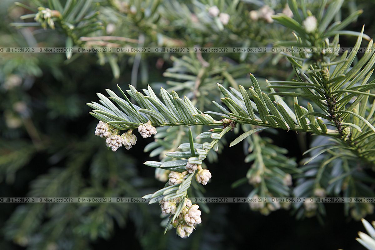 Cephalotaxus harringtonia