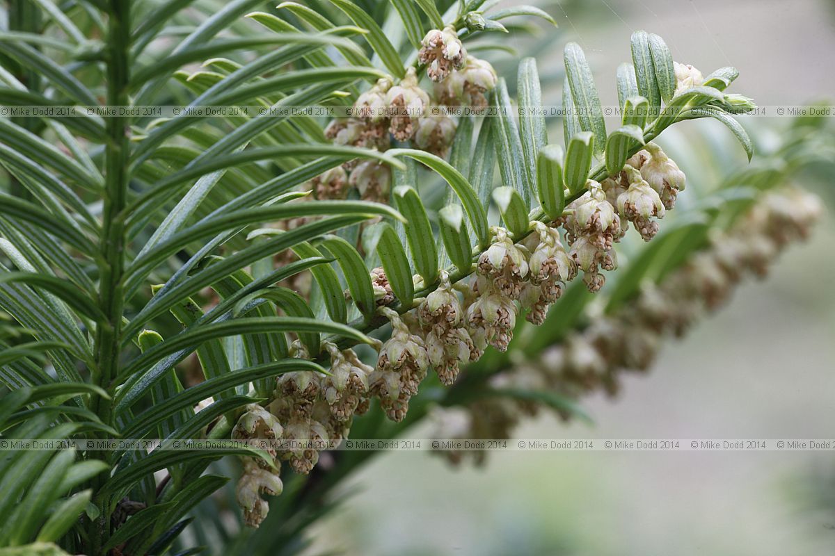 Cephalotaxus harringtonia var nana Japanese plum yew