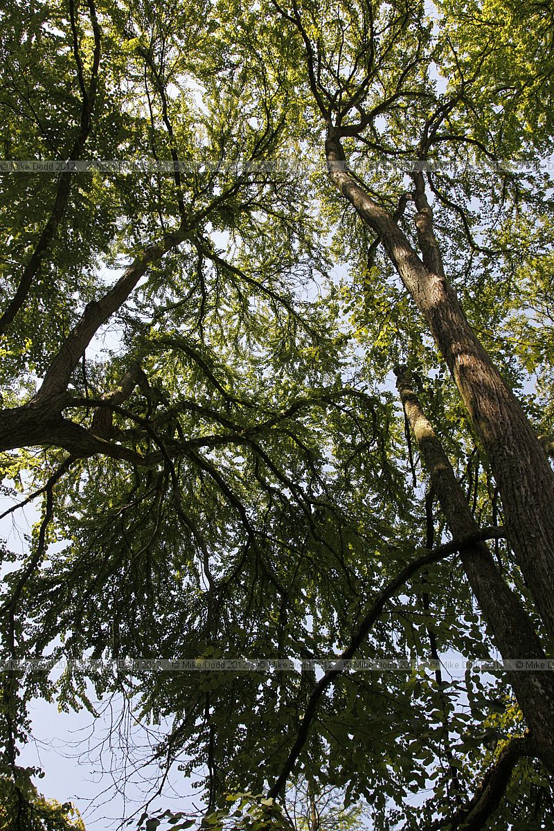 Cercidiphyllum japonicum Katsura