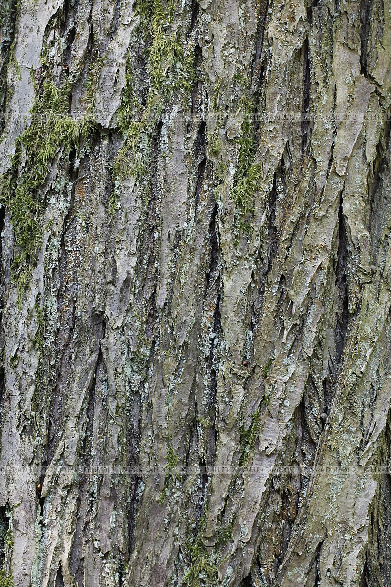 Cercidiphyllum japonicum Katsura