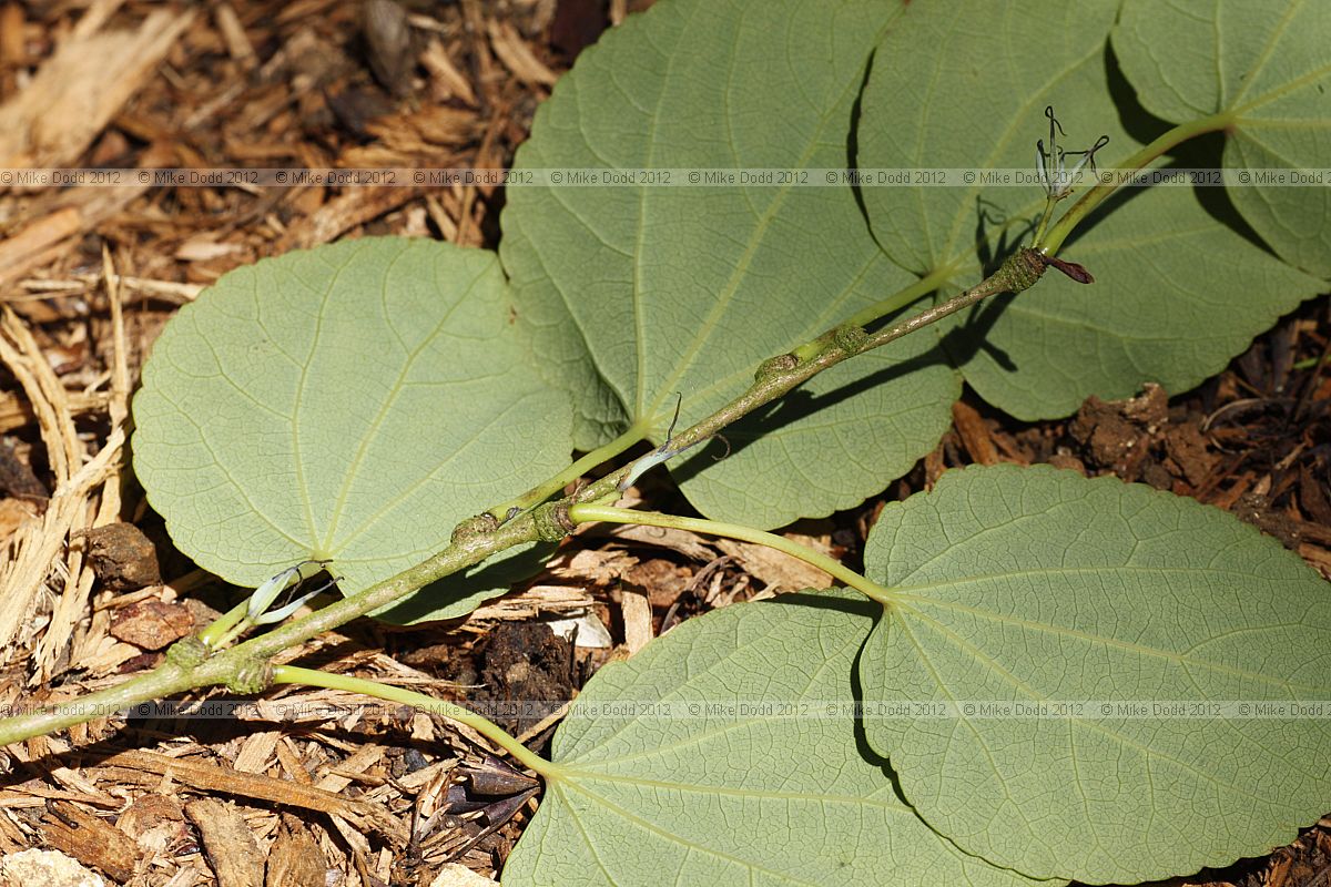 Cercidiphyllum japonicum Katsura