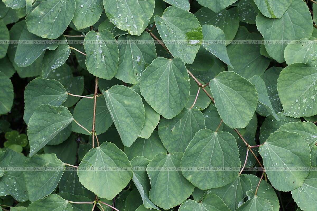 Cercidiphyllum japonicum Katsura