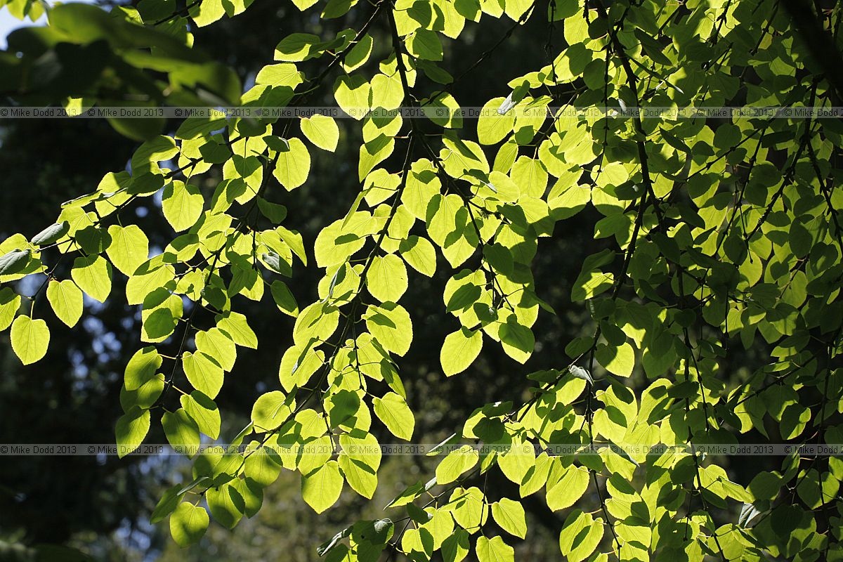 Cercidiphyllum japonicum Katsura