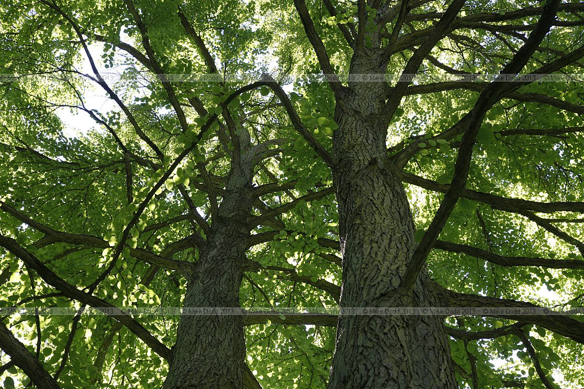 Cercidiphyllum japonicum Katsura