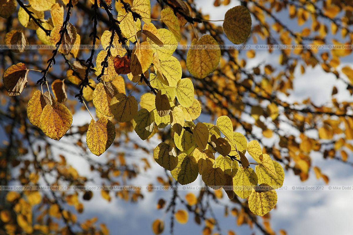 Cercidiphyllum japonicum Katsura