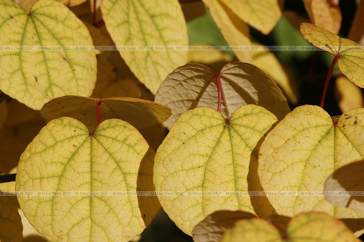 Cercidiphyllum japonicum Katsura