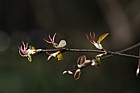 Cercidiphyllum japonicum var sinense