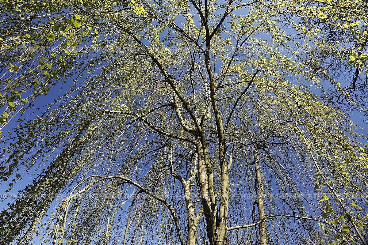 Cercidiphyllum japonicum f. pendulum