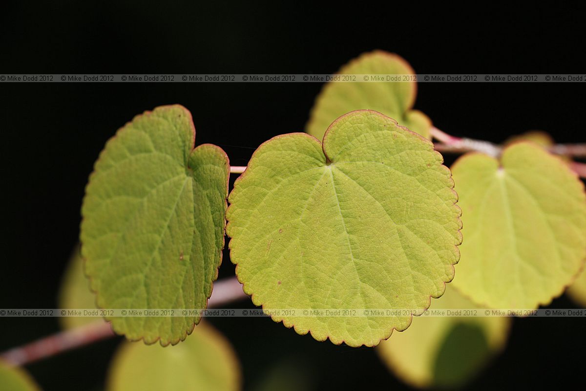 Cercidiphyllum magnificum
