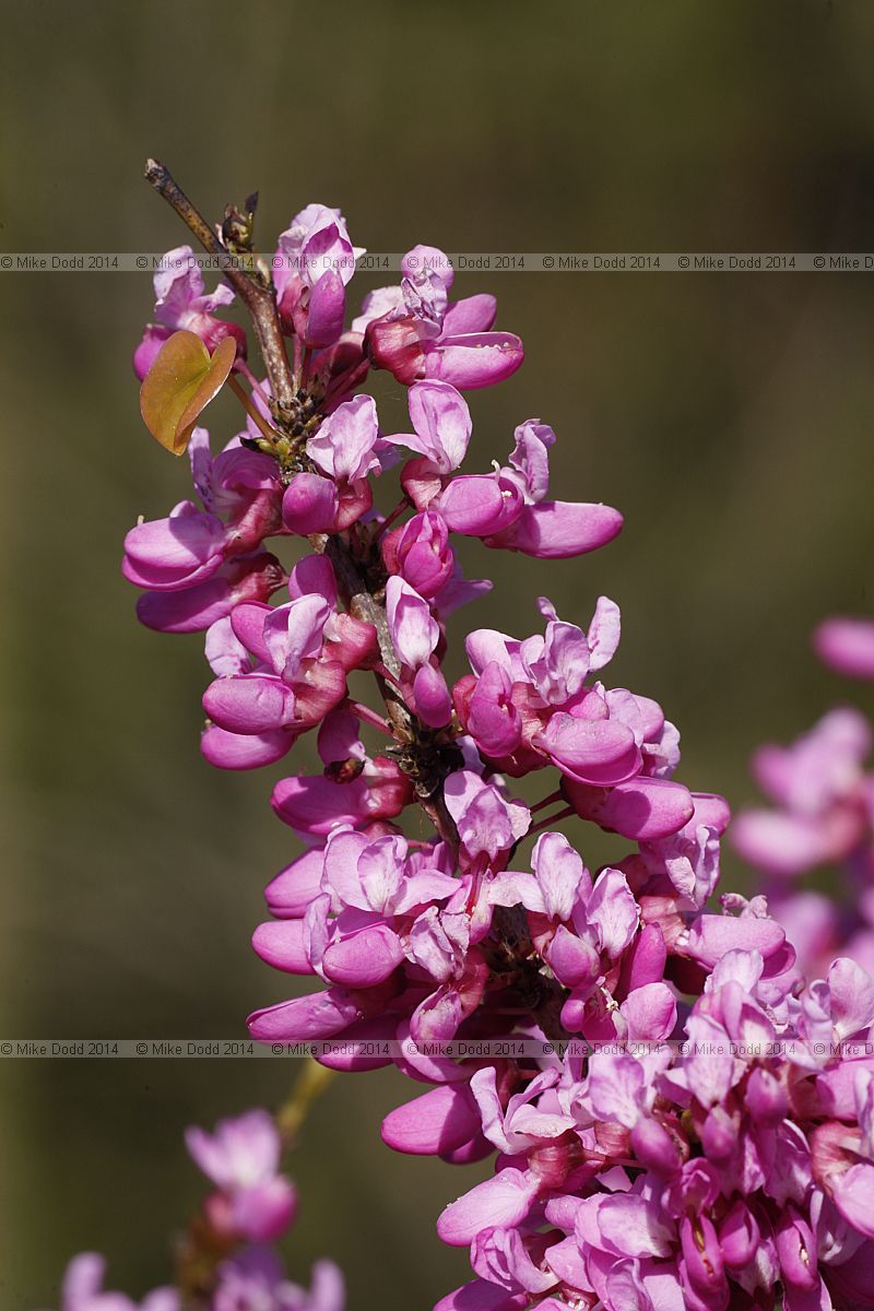 Cercis chinensis 'Avondale'