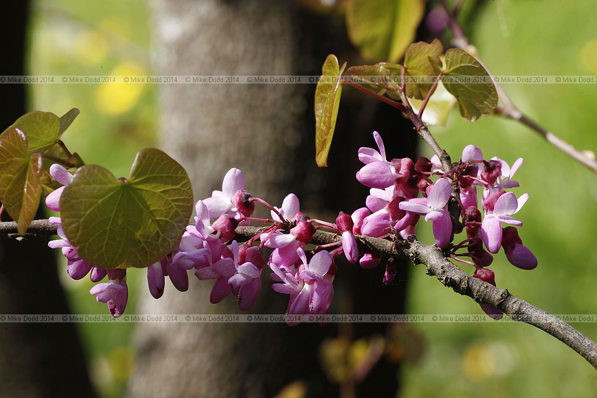 Cercis siliquastrum
