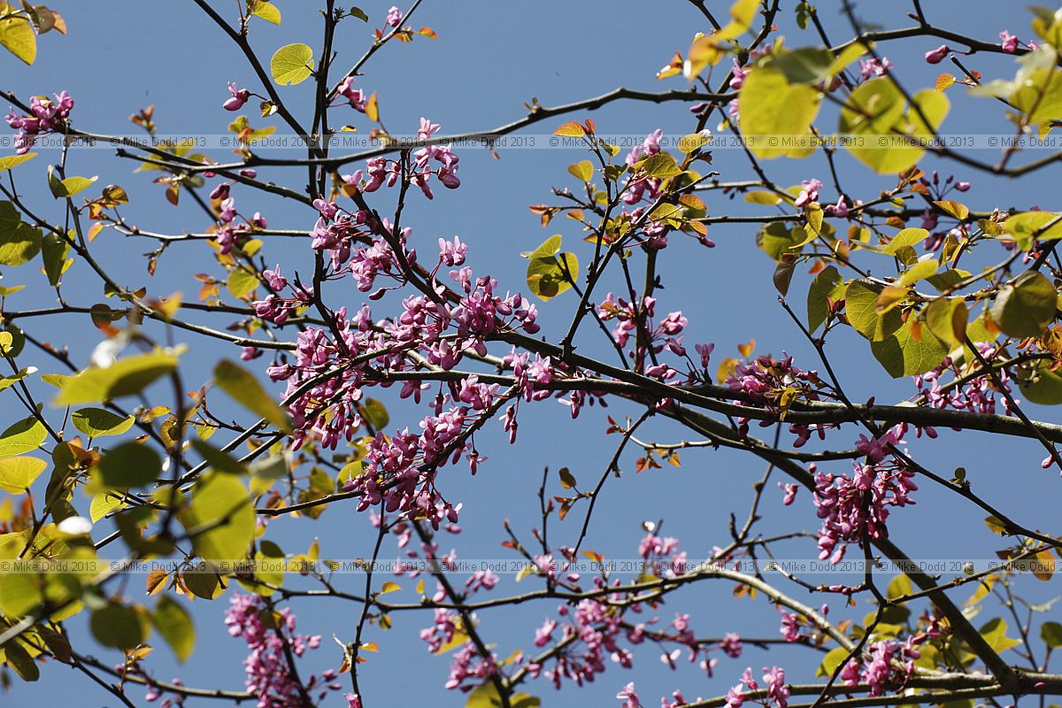 Cercis siliquastrum Judas tree