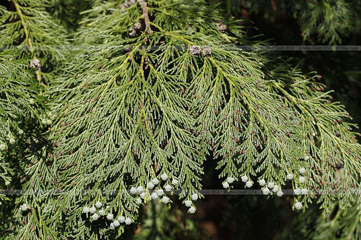 Chamaecyparis lawsoniana Lawson cypress