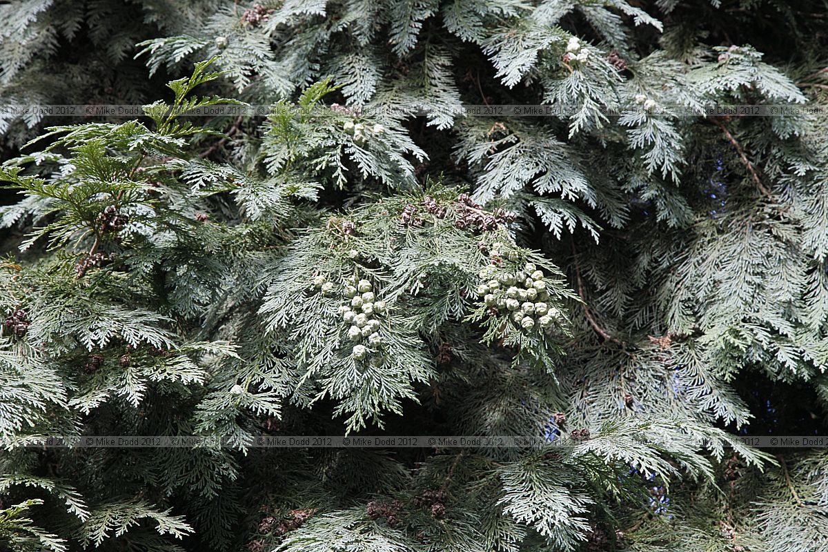 Chamaecyparis lawsoniana