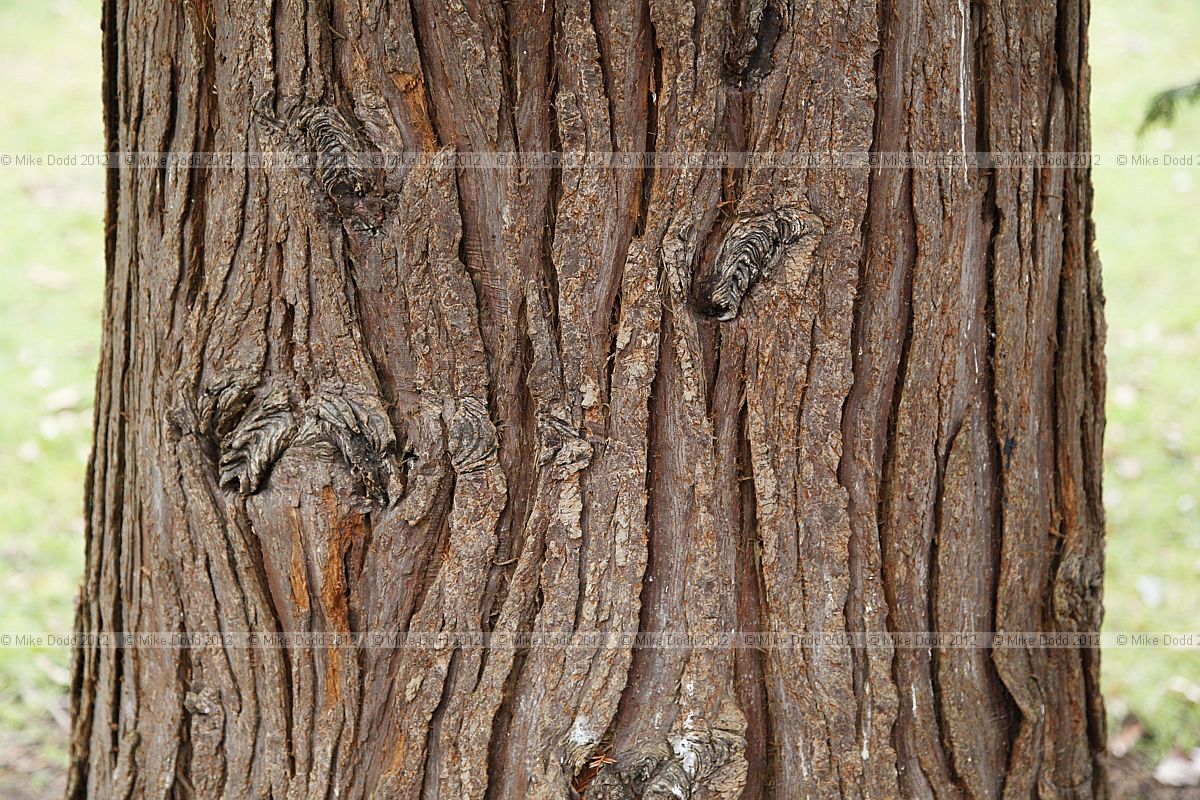 Chamaecyparis lawsoniana