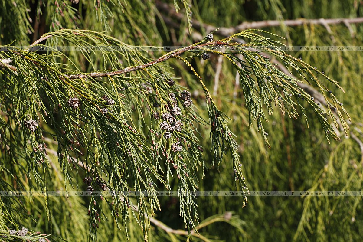Chamaecyparis lawsoniana 'Imbricata pendula'