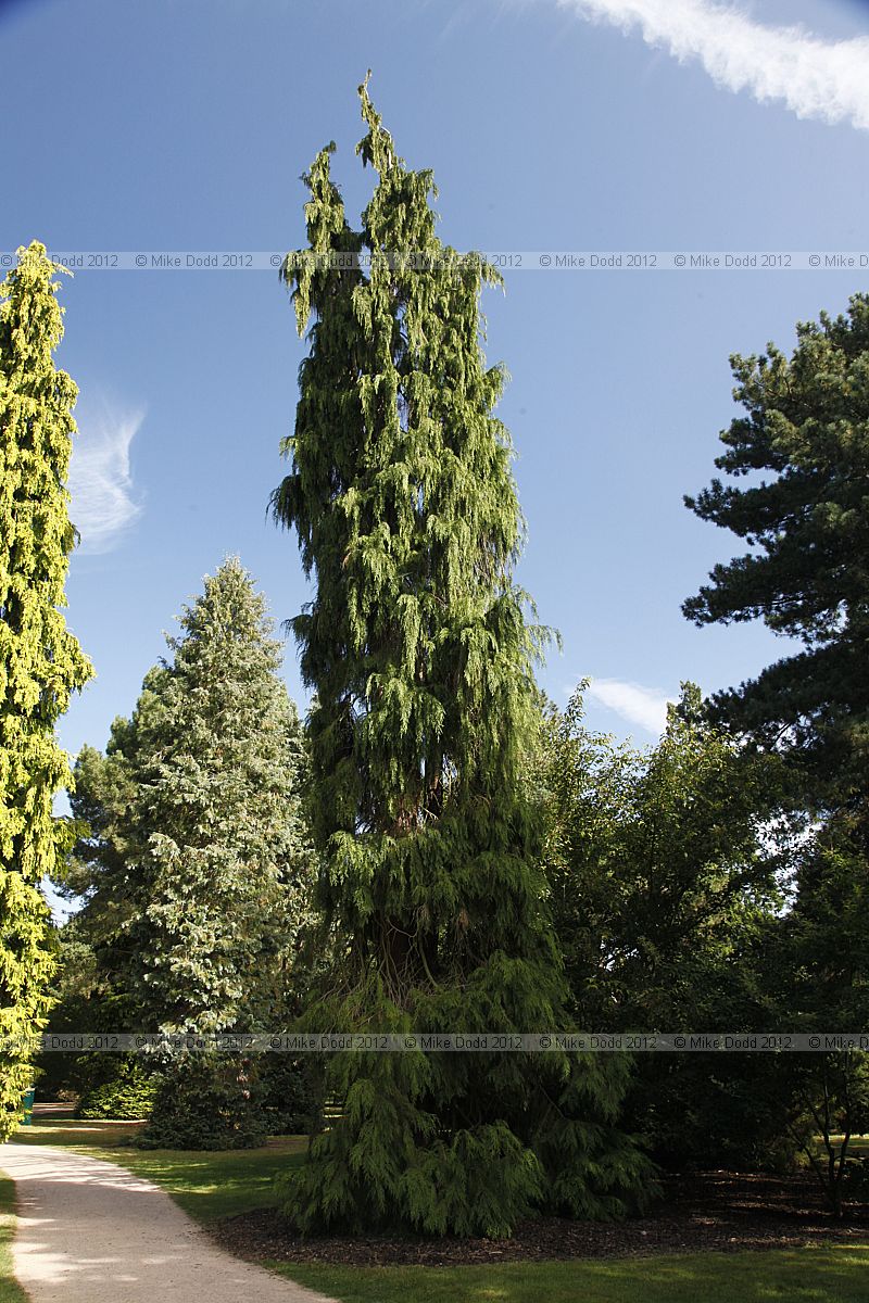 Chamaecyparis lawsoniana 'Intertexta'