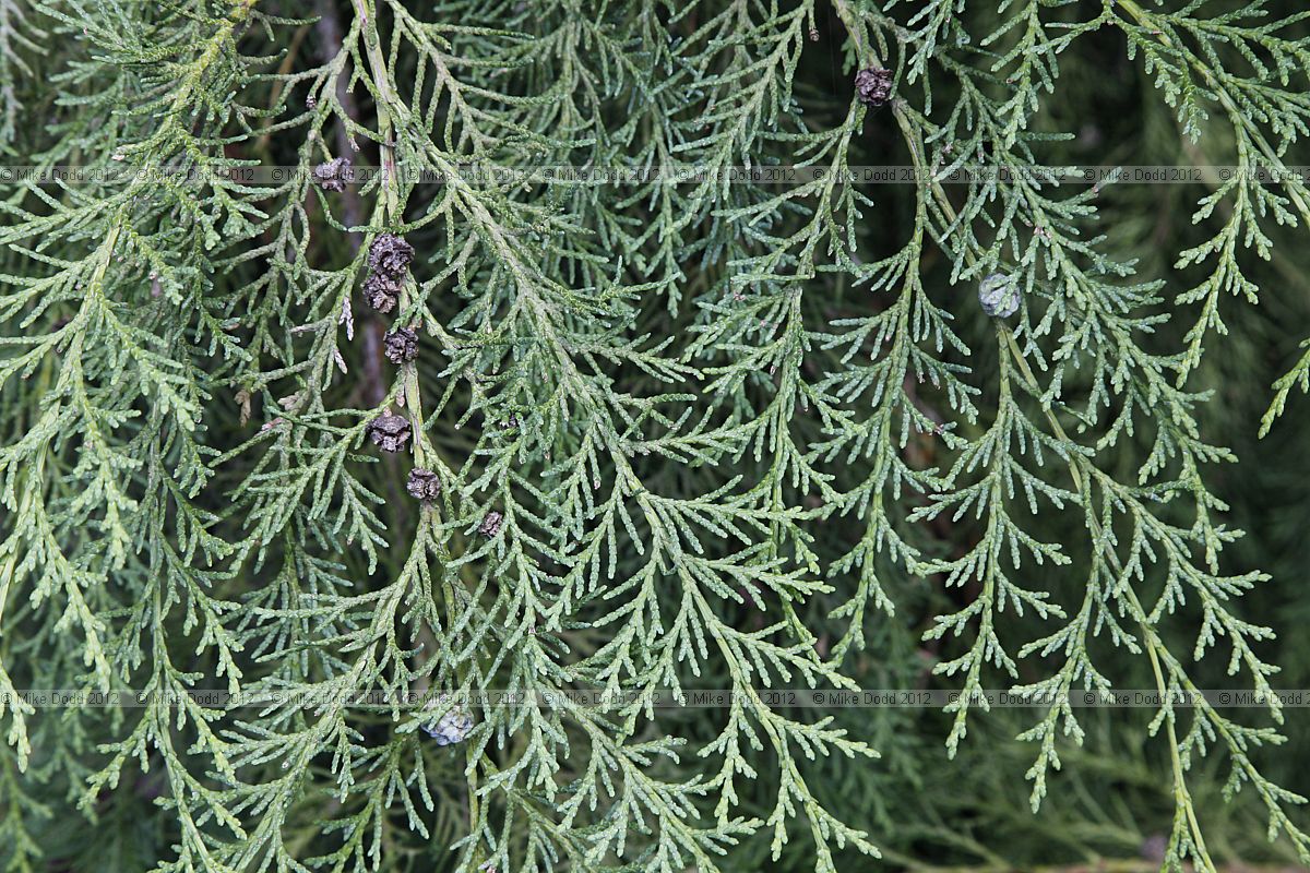 Chamaecyparis lawsoniana 'Intertexta'