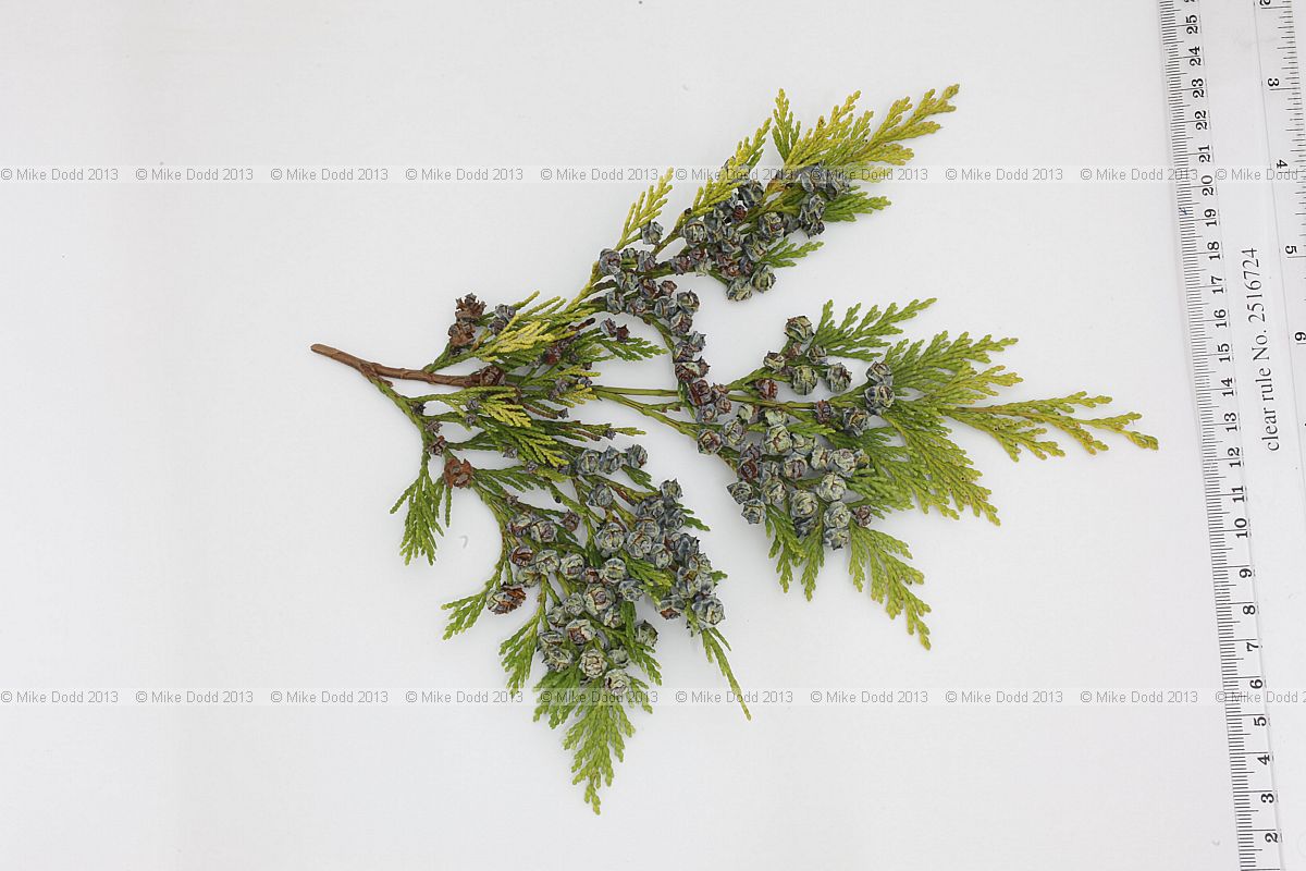 Chamaecyparis lawsoniana 'Lutea'