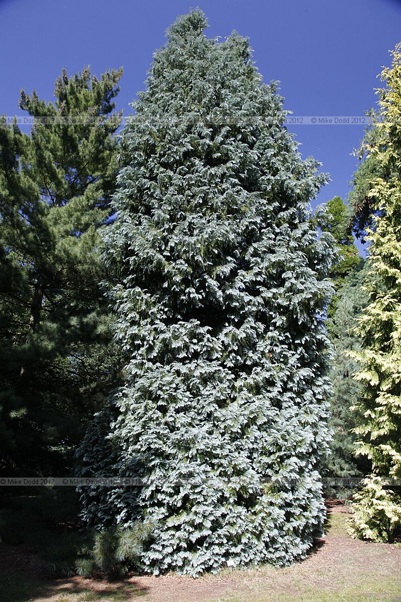 Chamaecyparis lawsoniana 'Pemoury Blue'