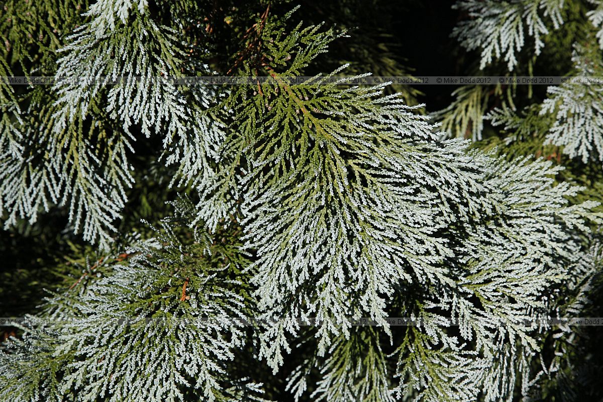 Chamaecyparis lawsoniana 'Pemoury Blue'
