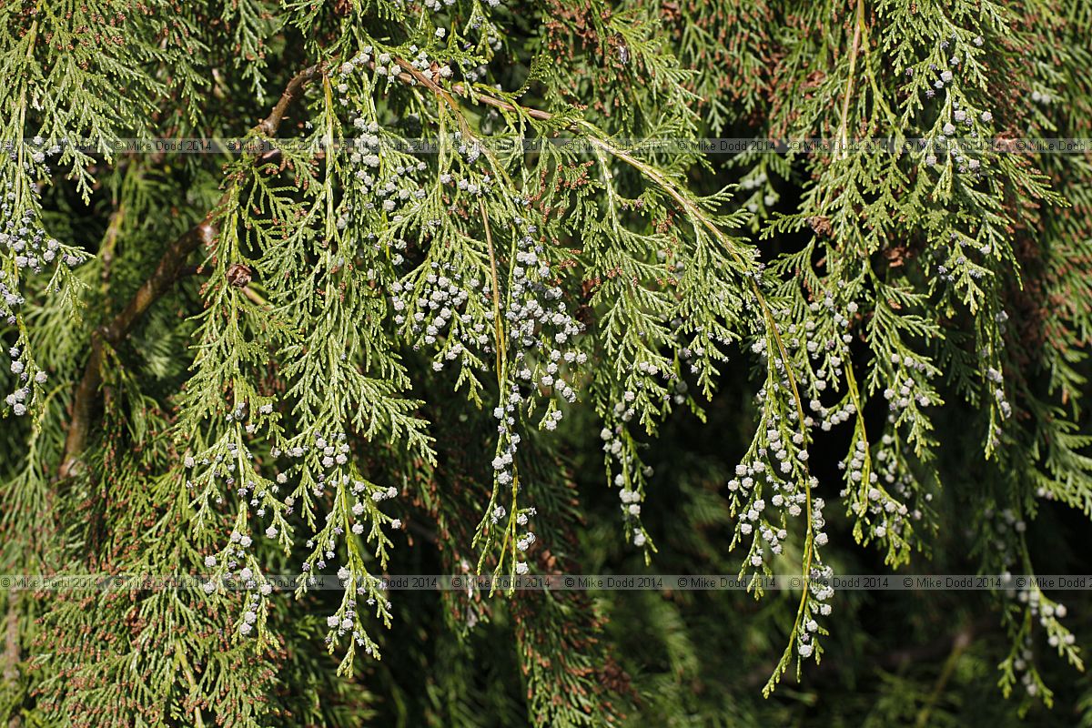Chamaecyparis lawsoniana var pendula-vera
