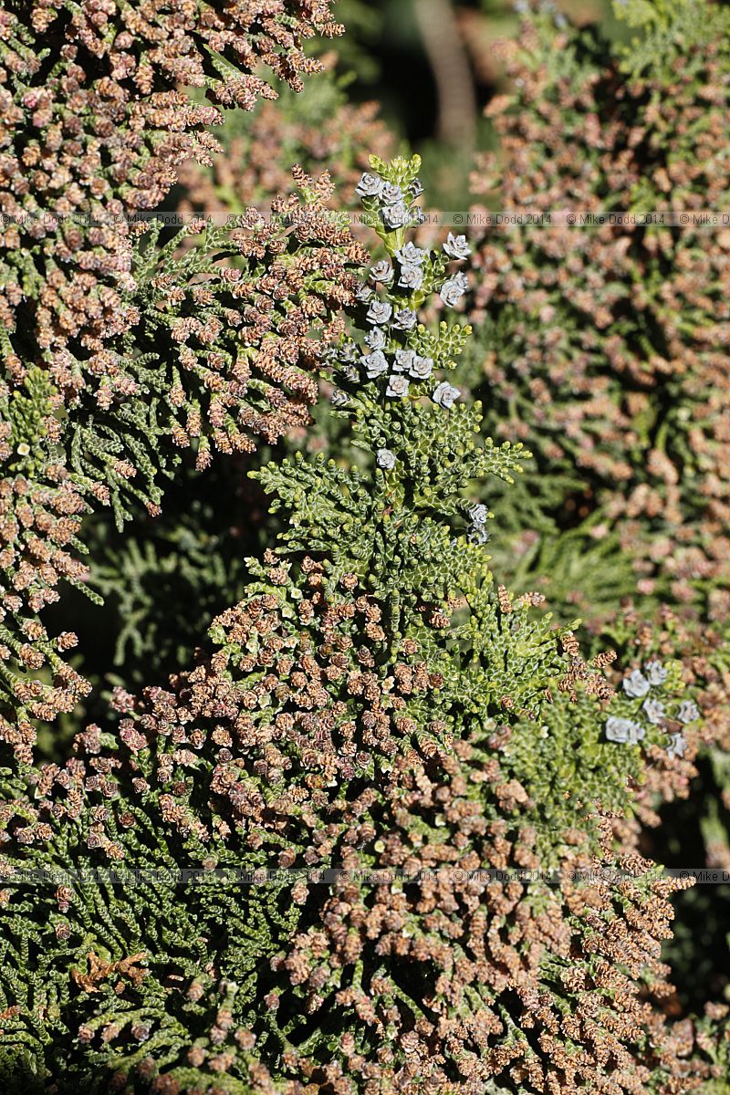 Chamaecyparis lawsoniana 'Wisselii'