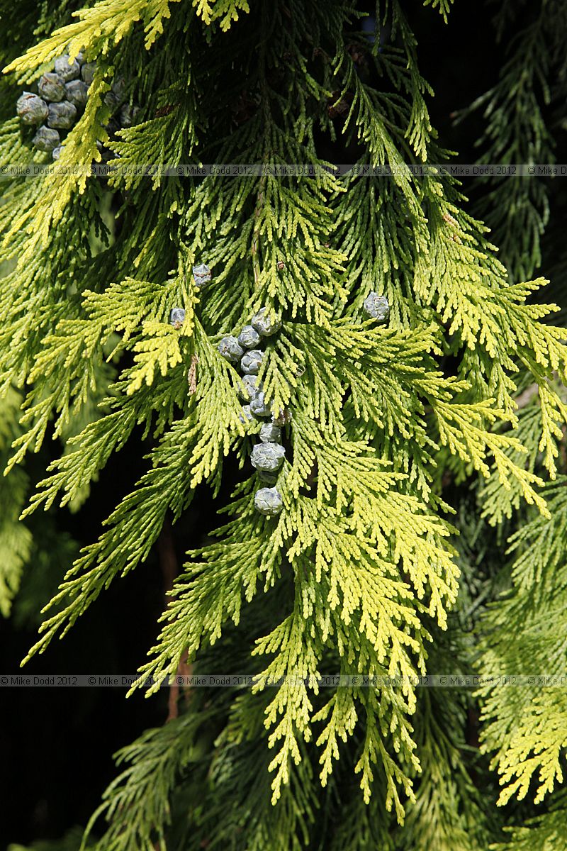 Chamaecyparis lawsoniana 'Yellow'