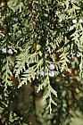 Chamaecyparis nootkatensis Nootka cypress