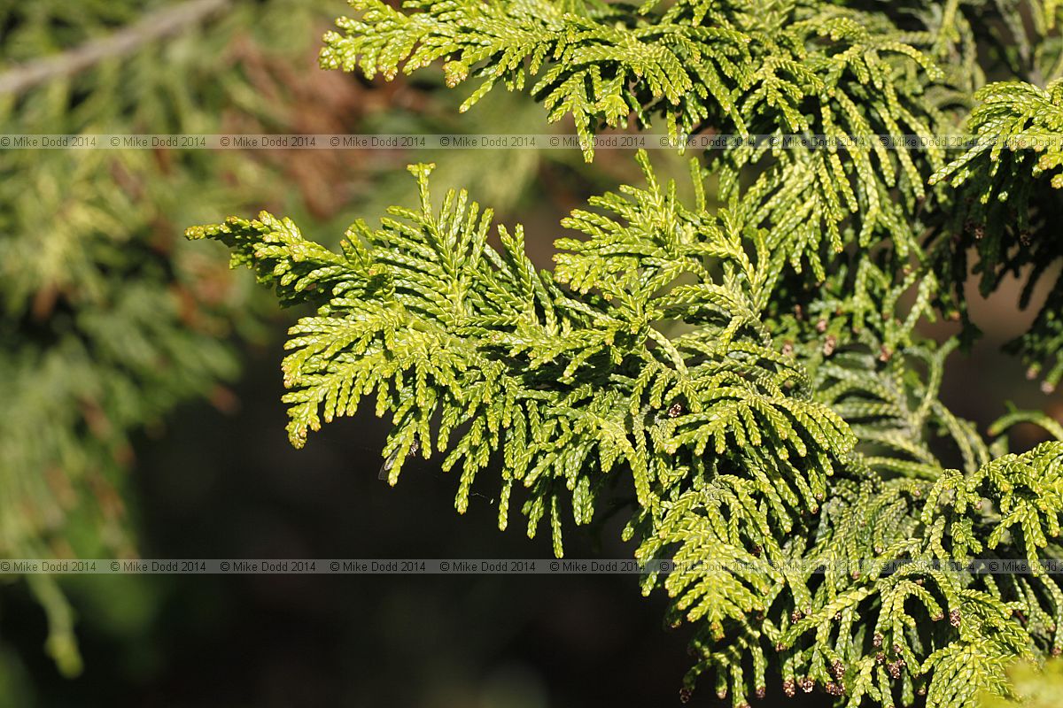 Chamaecyparis obtusa 'Kojolcohiba'